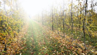 A path at the fruit tree nursery.